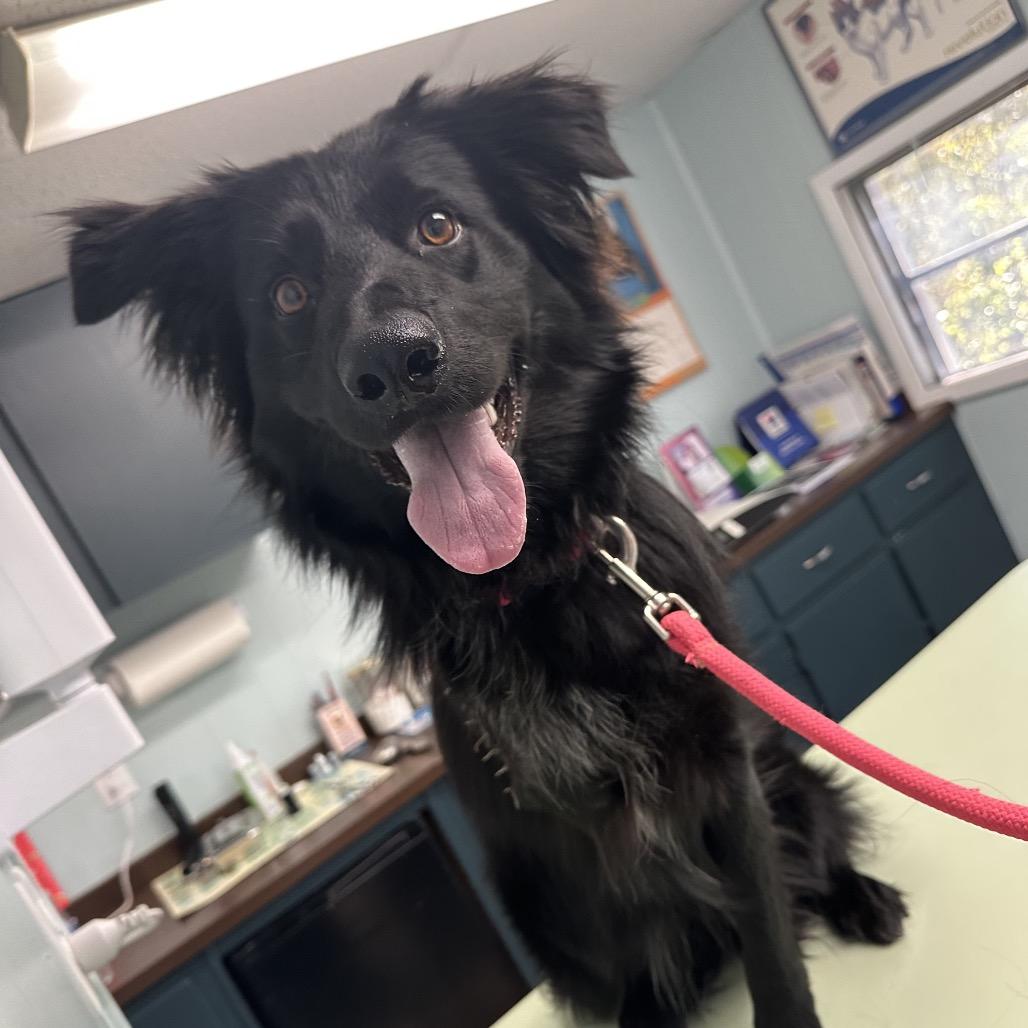 Enlarge Molly, an adopted mixed breed in Farmington, CT image 2/5