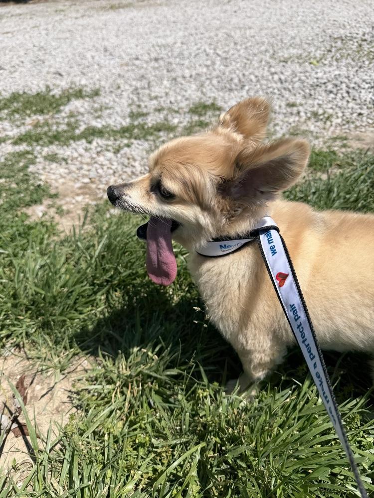 Enlarge Murphy, a Adoptable Papillon in Waterloo, IL image 1/3