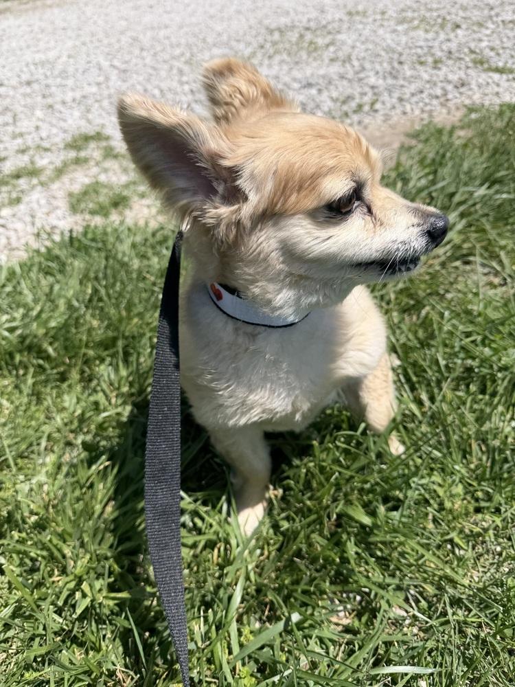 Enlarge Murphy, a Adoptable Papillon in Waterloo, IL image 2/3