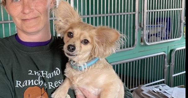 Enlarge Murphy, a Adoptable Papillon in Waterloo, IL image 3/3