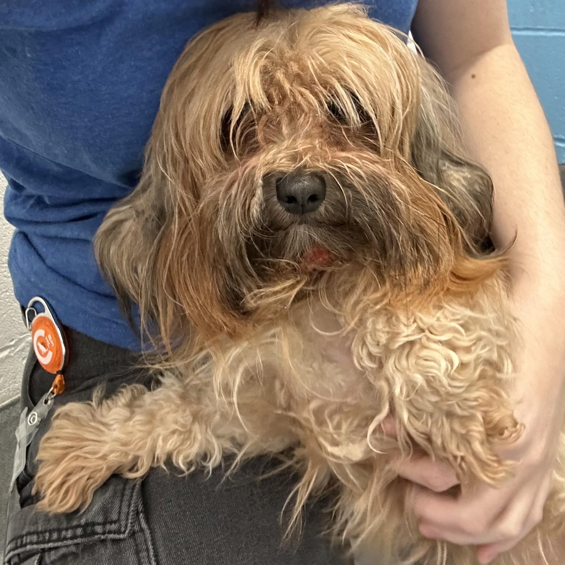 Enlarge Macchiato, an adopted Yorkshire Terrier in Hilliard, OH image 2/2