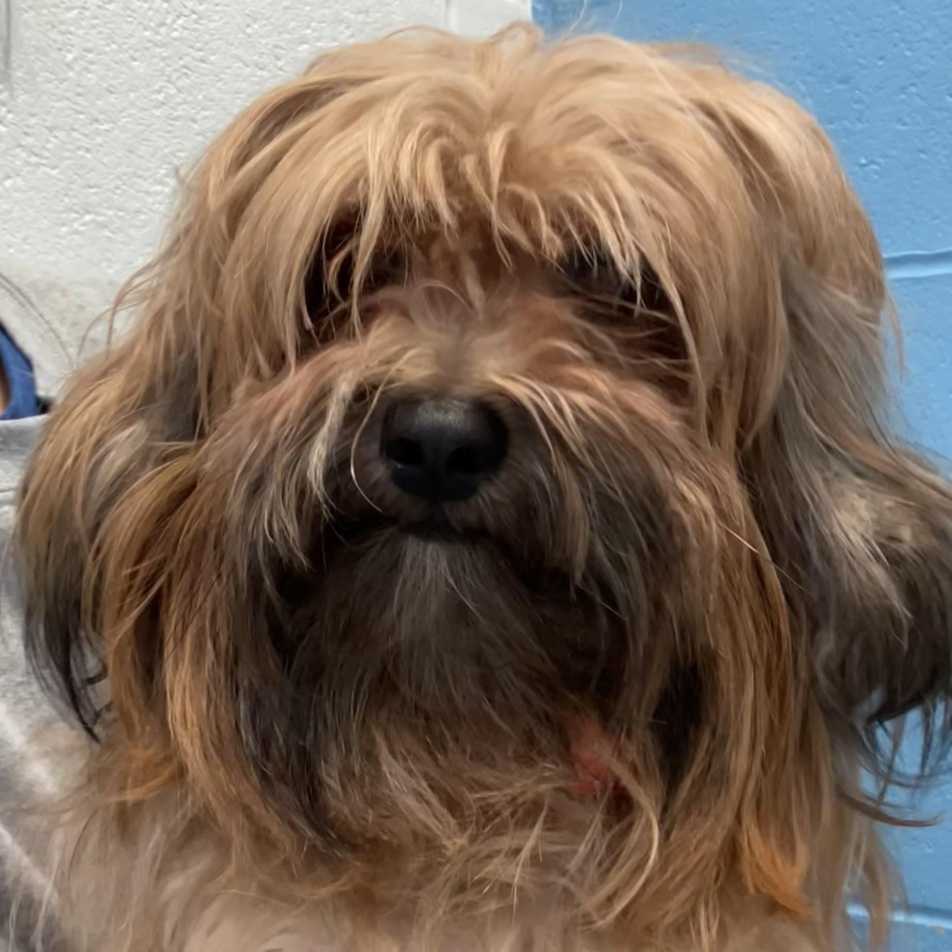 Enlarge Macchiato, an adopted Yorkshire Terrier in Hilliard, OH image 1/2