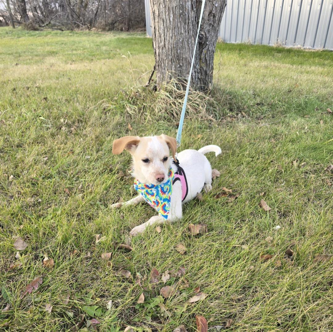 Enlarge Maple-* adopted*, an adopted mixed breed in Jamestown, ND image 2/6