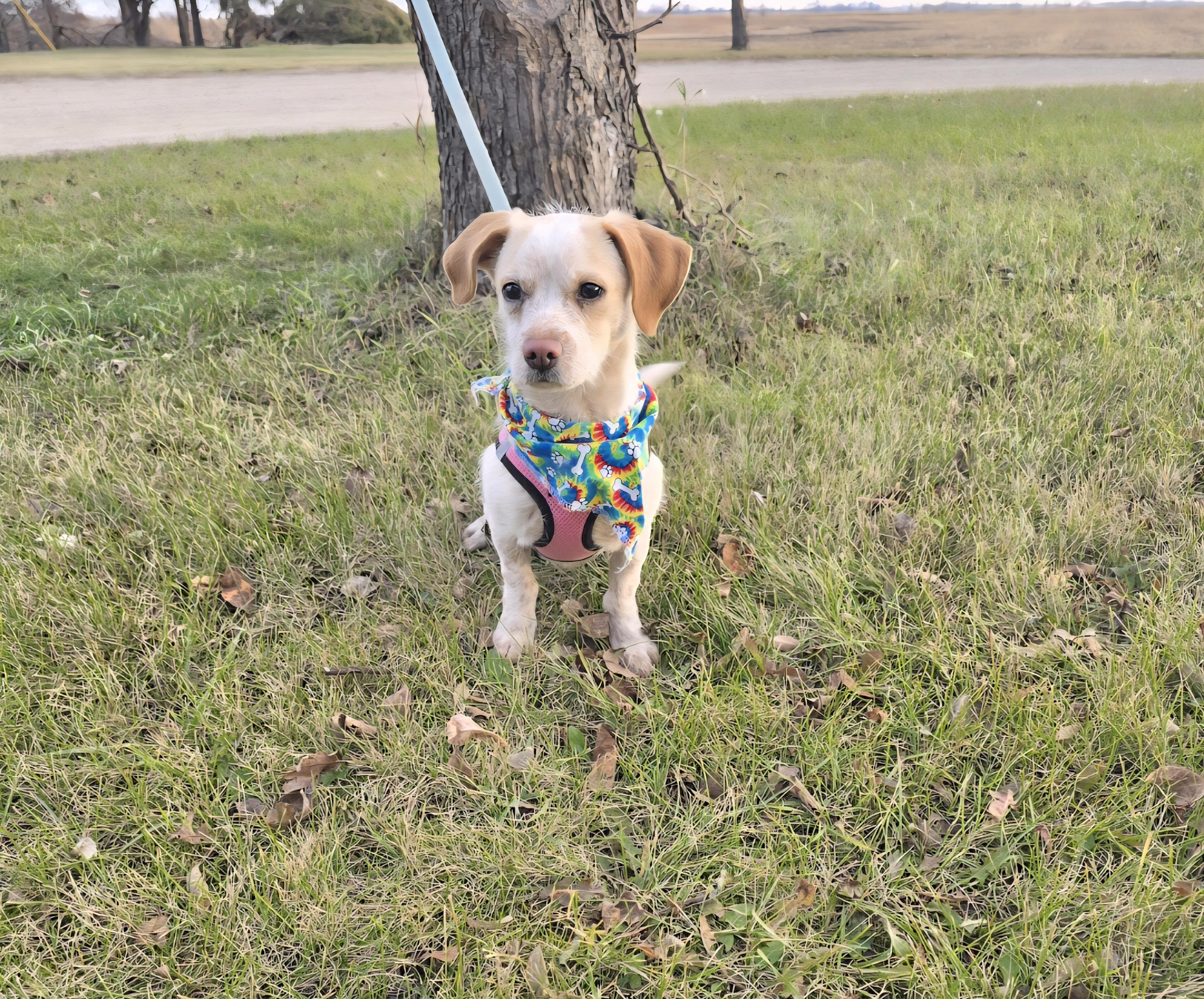 Enlarge Maple-* adopted*, an adopted mixed breed in Jamestown, ND image 5/6