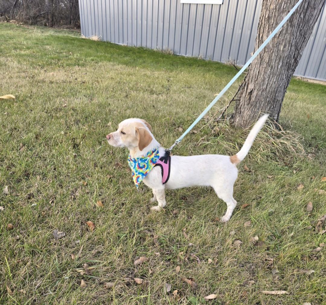 Enlarge Maple-* adopted*, an adopted mixed breed in Jamestown, ND image 6/6