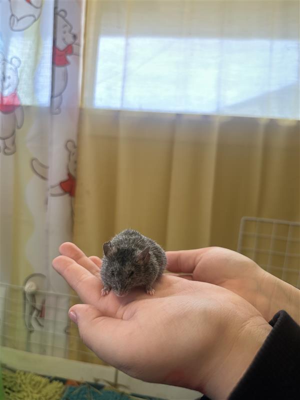 Wesley, Adoptable, Adult Male Mouse.