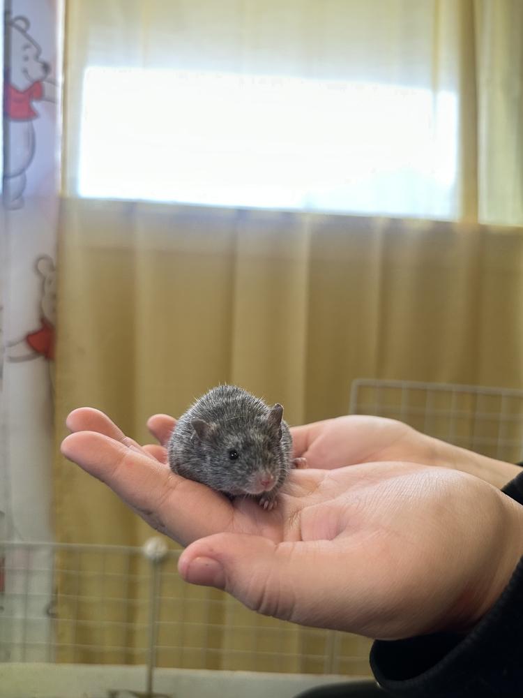 Enlarge Wesley, a Adoptable Mouse in Pasco, WA image 2/3