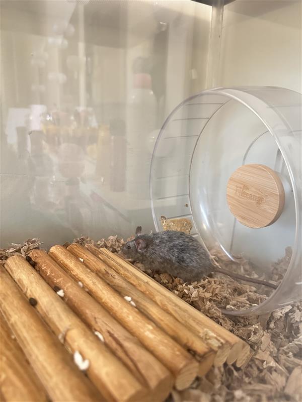 Enlarge Wesley, a Adoptable Mouse in Pasco, WA image 3/3