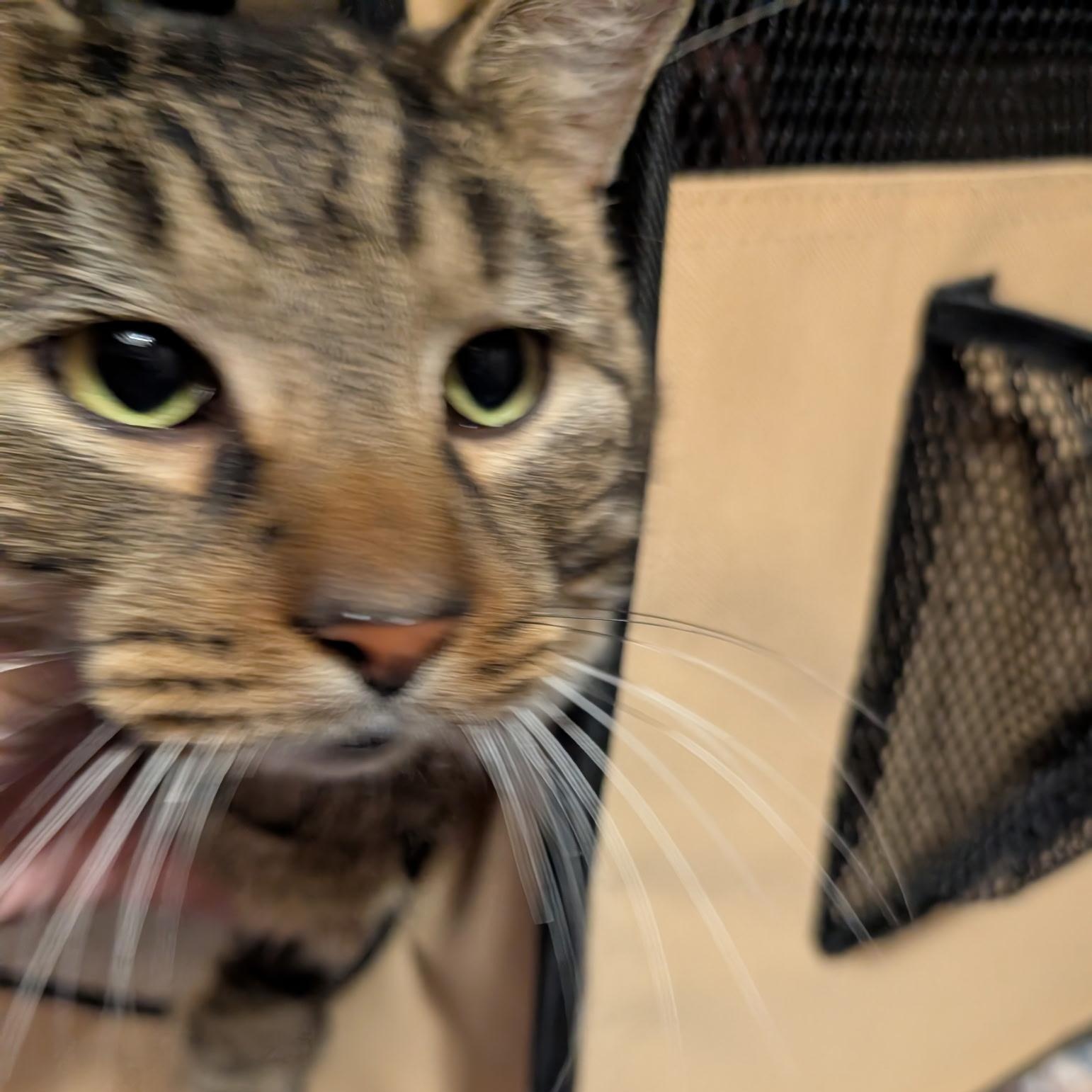 Enlarge Astro, an adopted mixed breed in Griswold, CT image 4/4