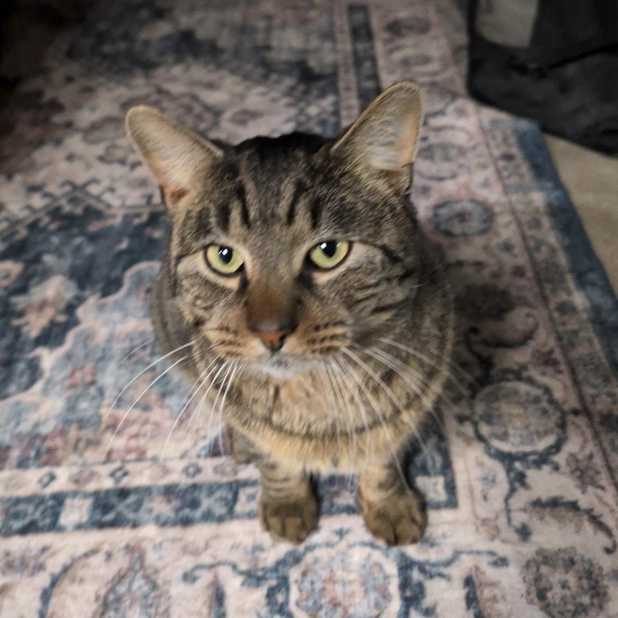 Enlarge Astro, an adopted mixed breed in Griswold, CT image 2/4