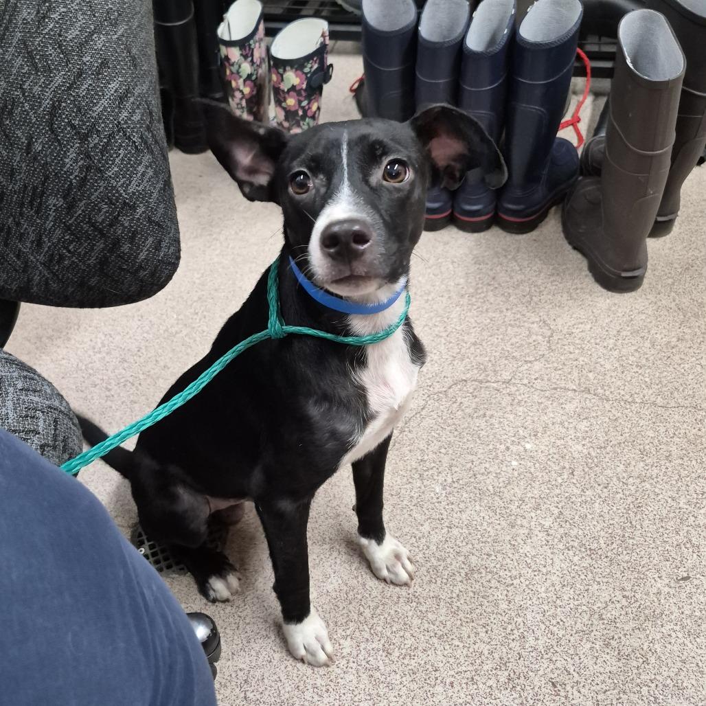 Enlarge Jude, a Adoptable mixed breed in Ardmore, OK image 1/1