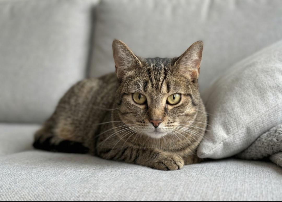 Rotini, Adoptable, Adult Female Domestic Short Hair.