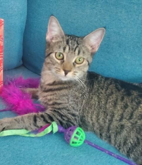 Rotini, Adoptable, Young Female Domestic Short Hair.