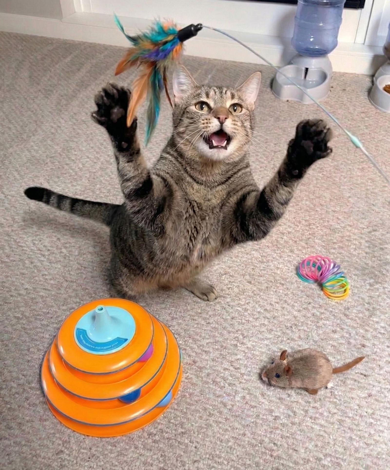 Enlarge Rotini, a Adoptable Domestic Short Hair in Rochester, NY image 3/3