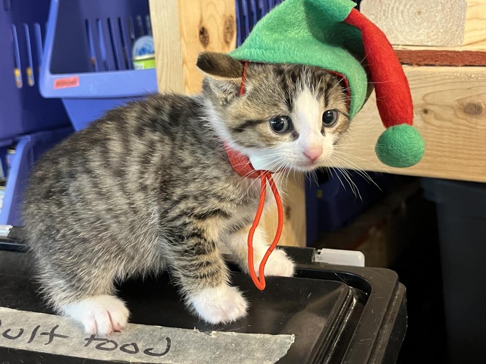 Joey (BONDED PAIR), Adoptable, Kitten Male Domestic Short Hair.