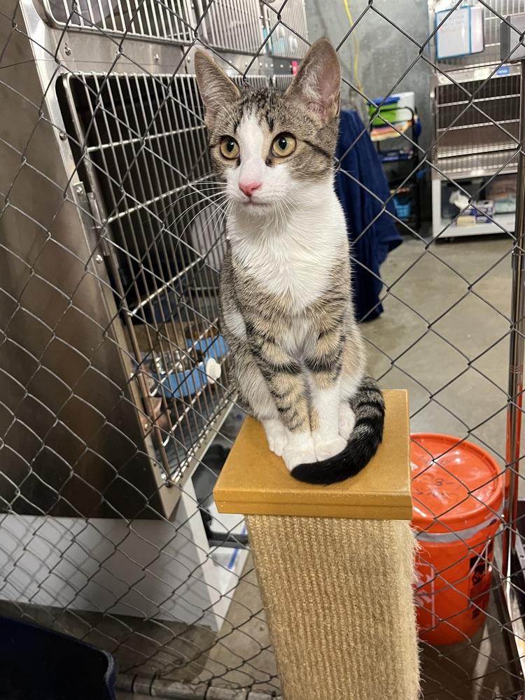 Enlarge Joey (BONDED PAIR), a Adoptable Domestic Short Hair in Bolton, CT image 2/6