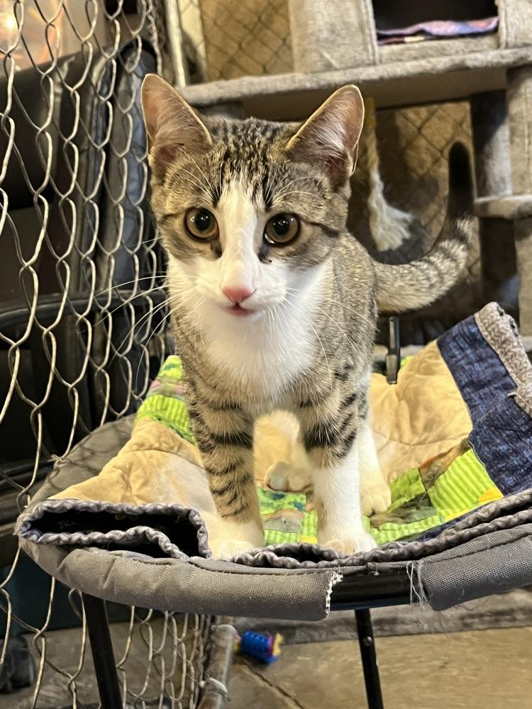 Enlarge Joey (BONDED PAIR), a Adoptable Domestic Short Hair in Bolton, CT image 3/6