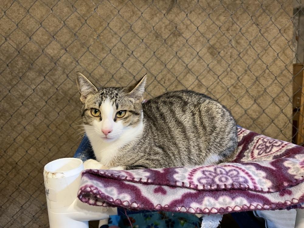 Enlarge Joey (BONDED PAIR), a Adoptable Domestic Short Hair in Bolton, CT image 4/6