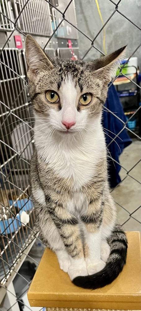 Enlarge Joey (BONDED PAIR), a Adoptable Domestic Short Hair in Bolton, CT image 6/6