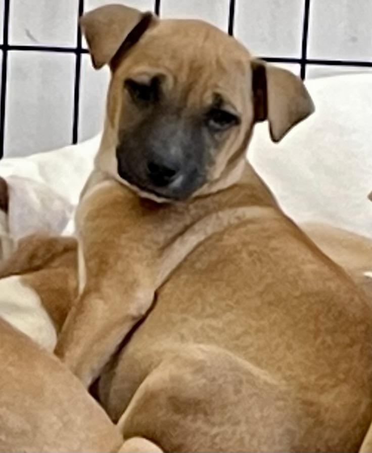 Enlarge Rotor, a Adoptable Mixed Breed in Monson, MA image 3/3