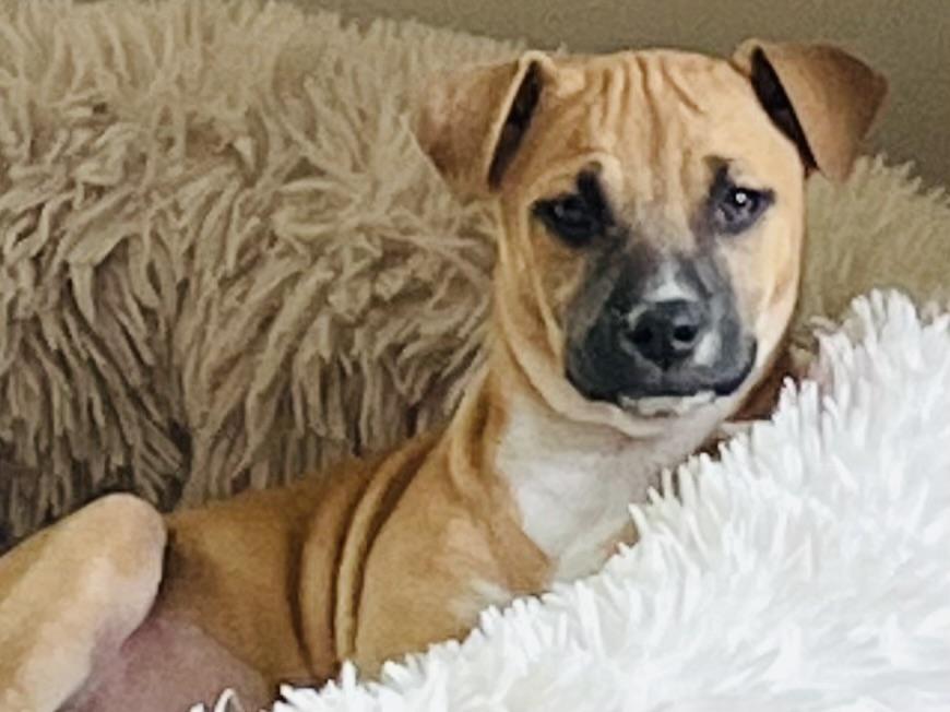 Enlarge Rotor, a Adoptable Mixed Breed in Monson, MA image 2/3