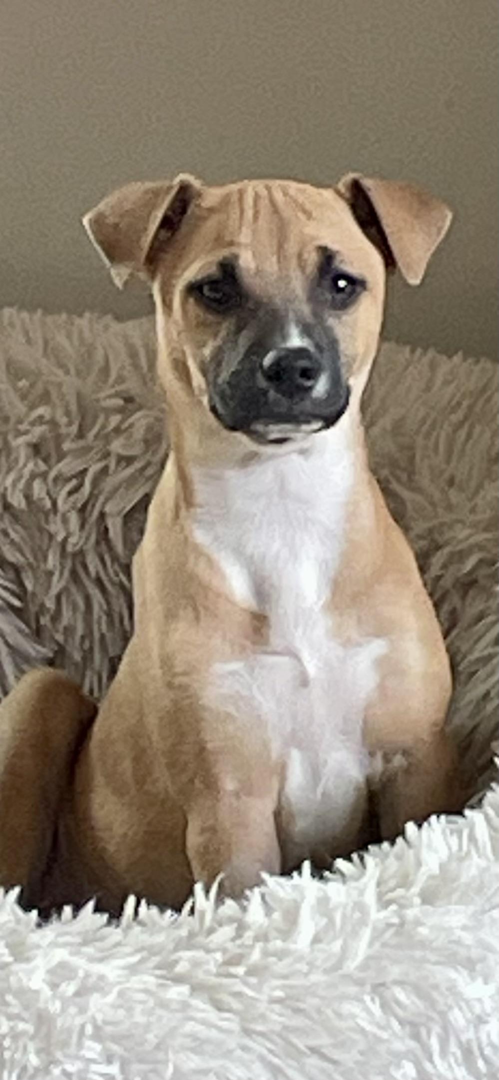 Rotor, Adoptable, Puppy Female Mixed Breed.