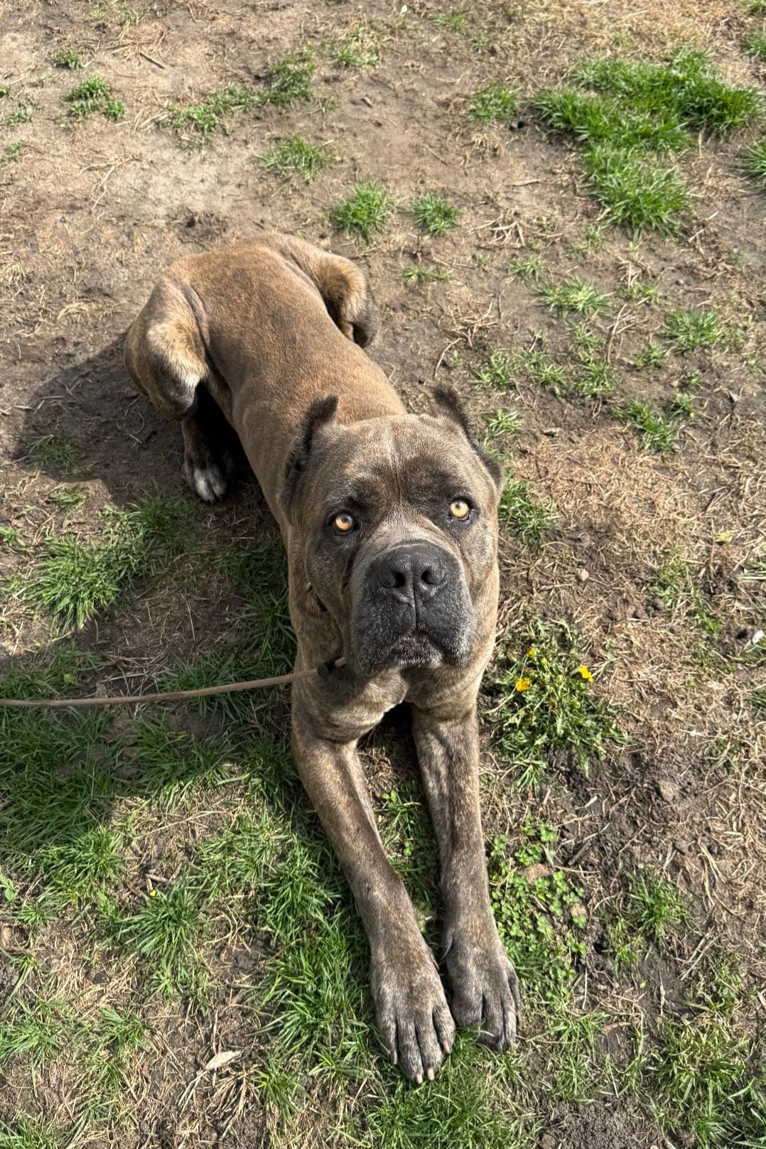 Enlarge Batman, a Adoptable Cane Corso in merrillville, IN image 1/1