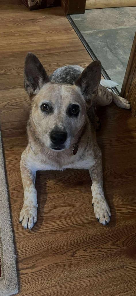 Enlarge Freckles - CL, a Adoptable Australian Cattle Dog / Blue Heeler in Claremore, OK image 1/1