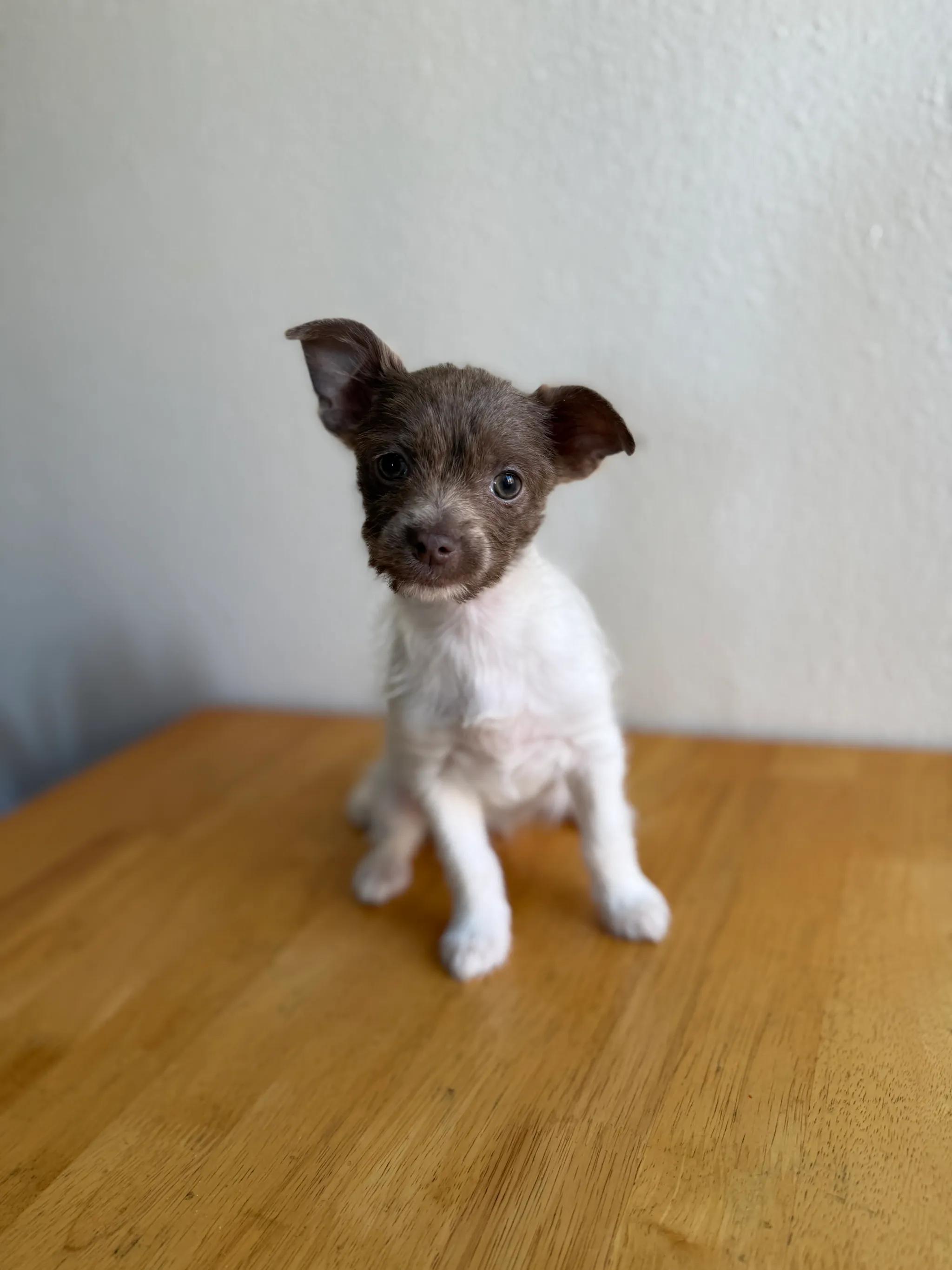 Elizabeth Taylor, adoptable, Puppy Female Chihuahua.