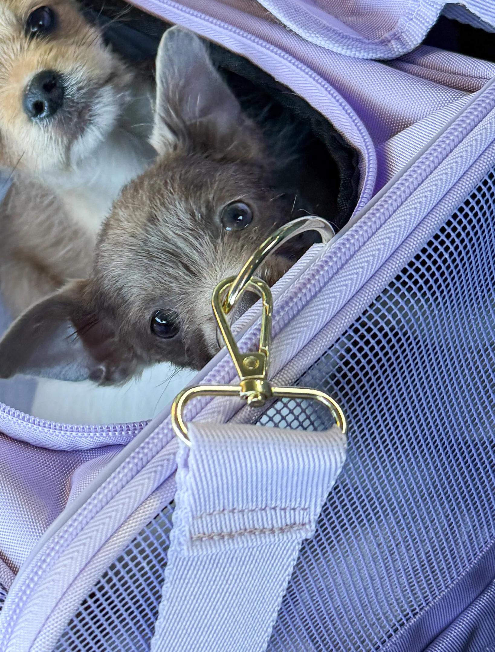 Enlarge Elizabeth Taylor, an adoptable mixed breed in West Hollywood, CA image 2/3