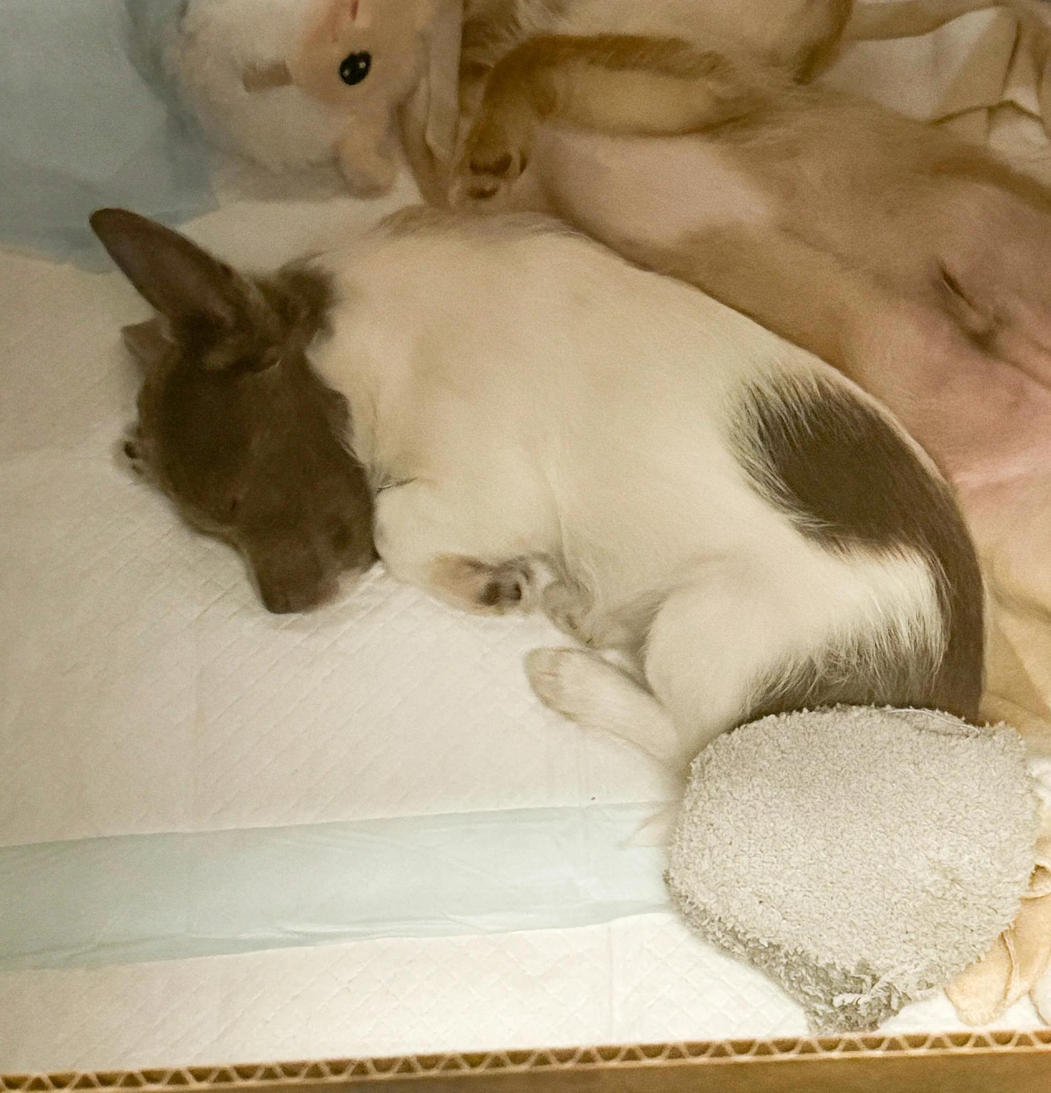 Enlarge Elizabeth Taylor, an adoptable mixed breed in West Hollywood, CA image 3/3