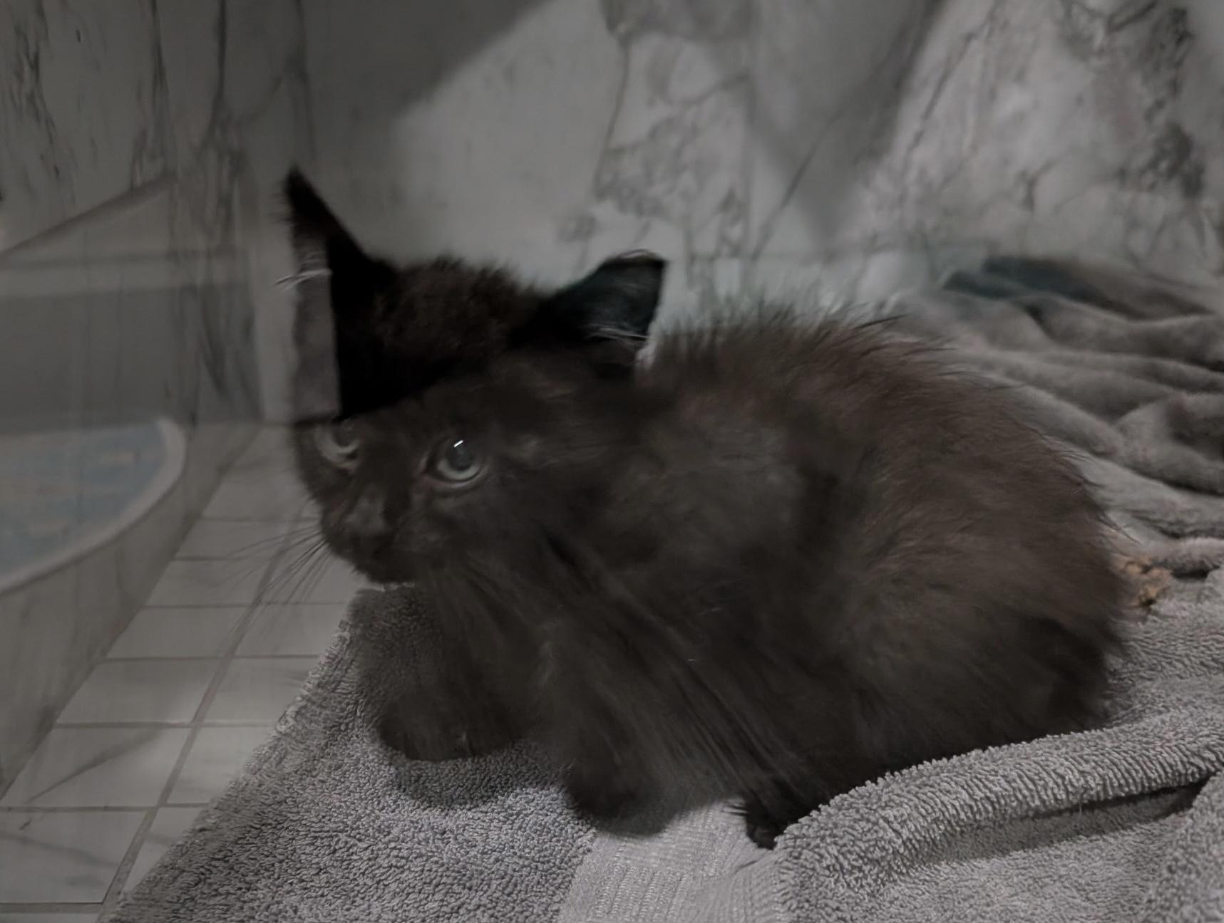 John Paul, Adoptable, Young Male Domestic Short Hair.