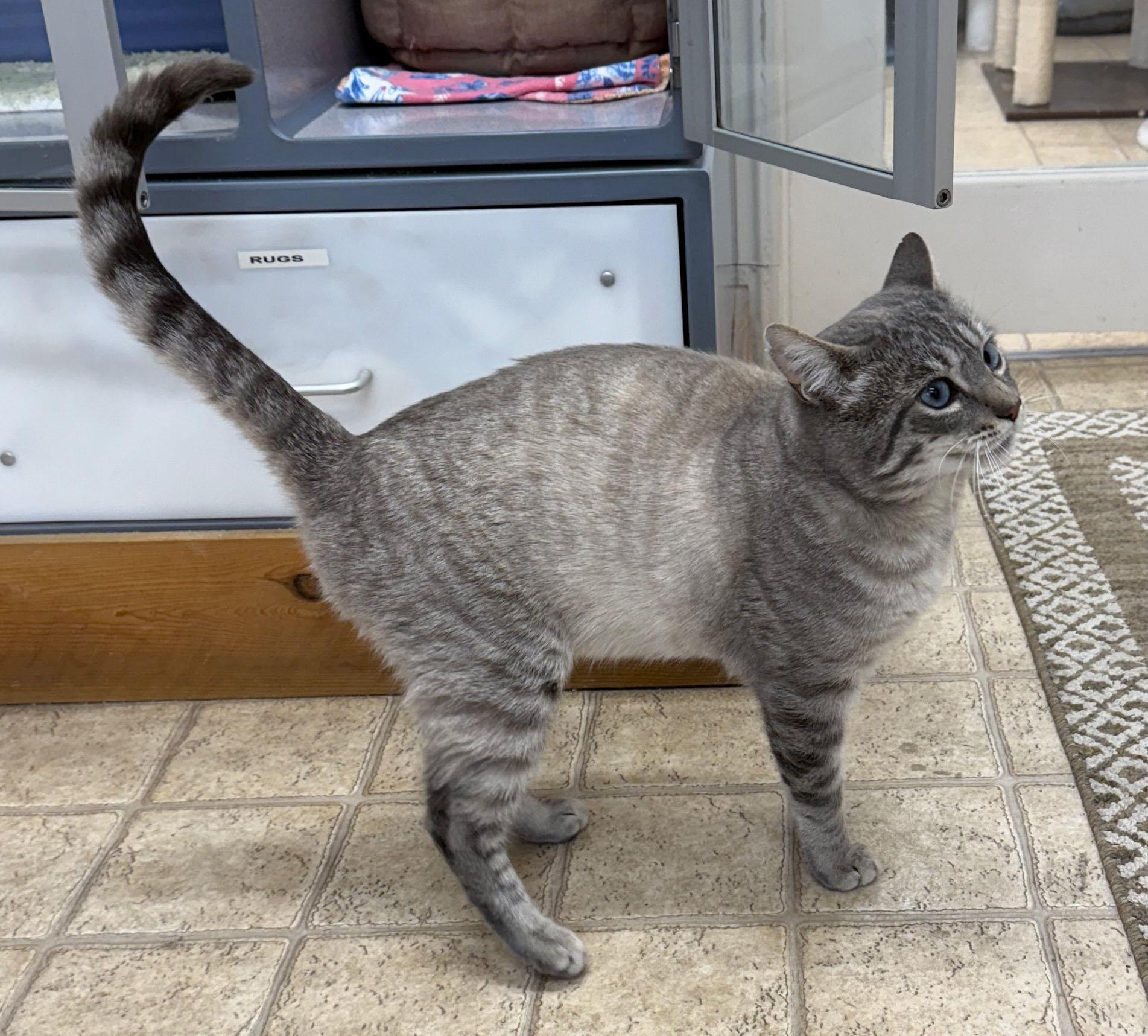 Enlarge Gary, a Adoptable Domestic Short Hair in Gardnerville, NV image 3/3
