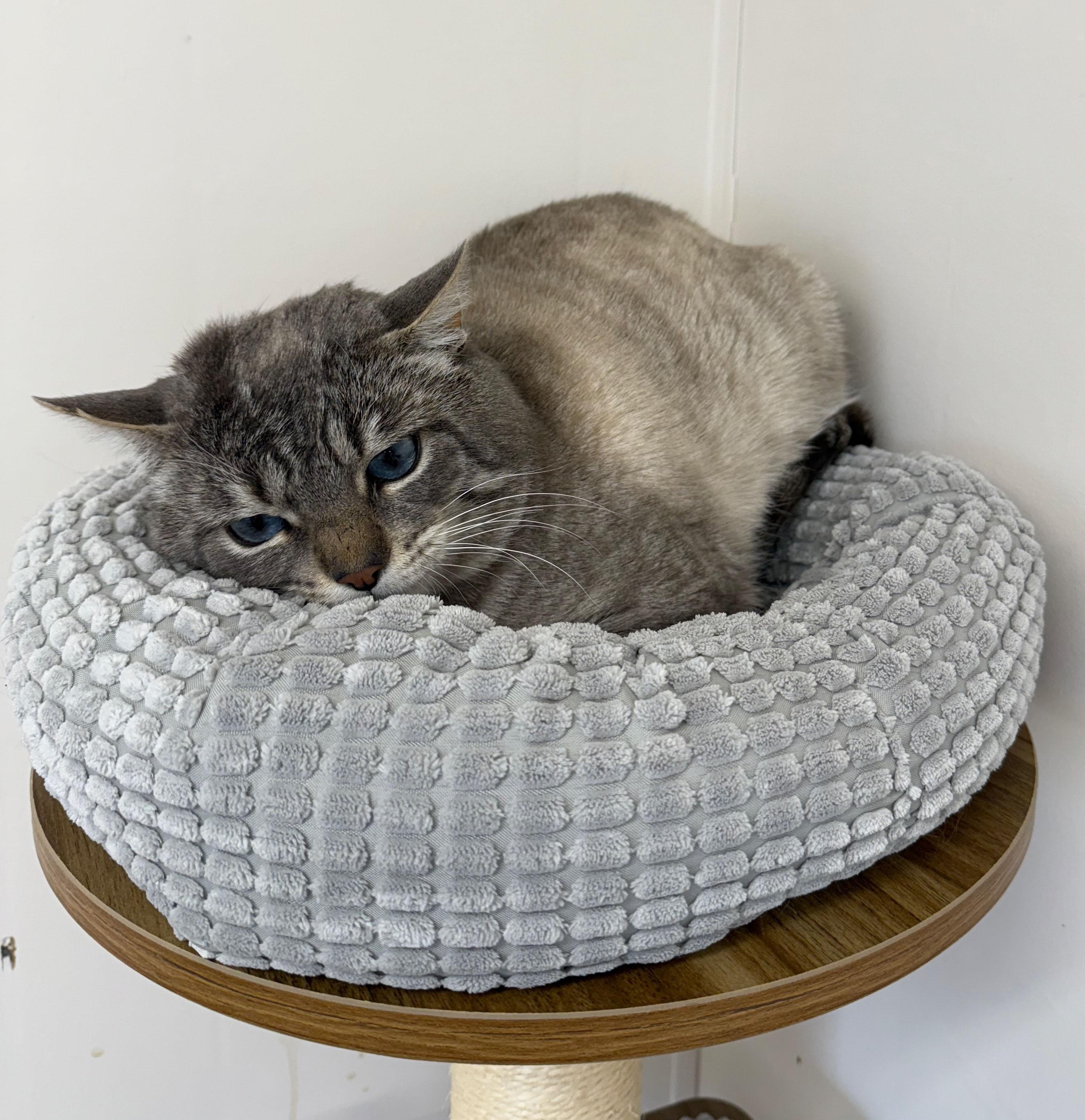 Enlarge Gary, a Adoptable Domestic Short Hair in Gardnerville, NV image 2/3