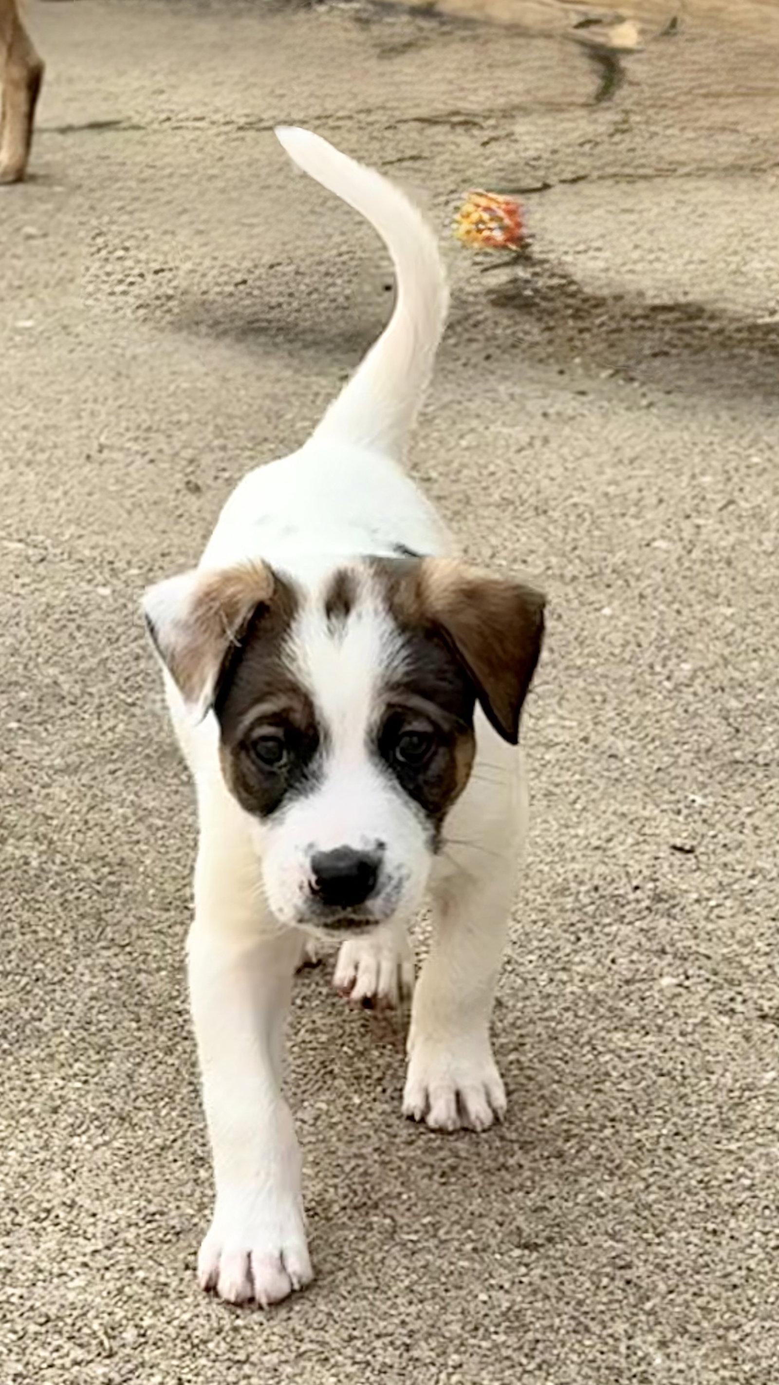 Opie, a Adoptable mixed breed in Hillside, IL image 1/3