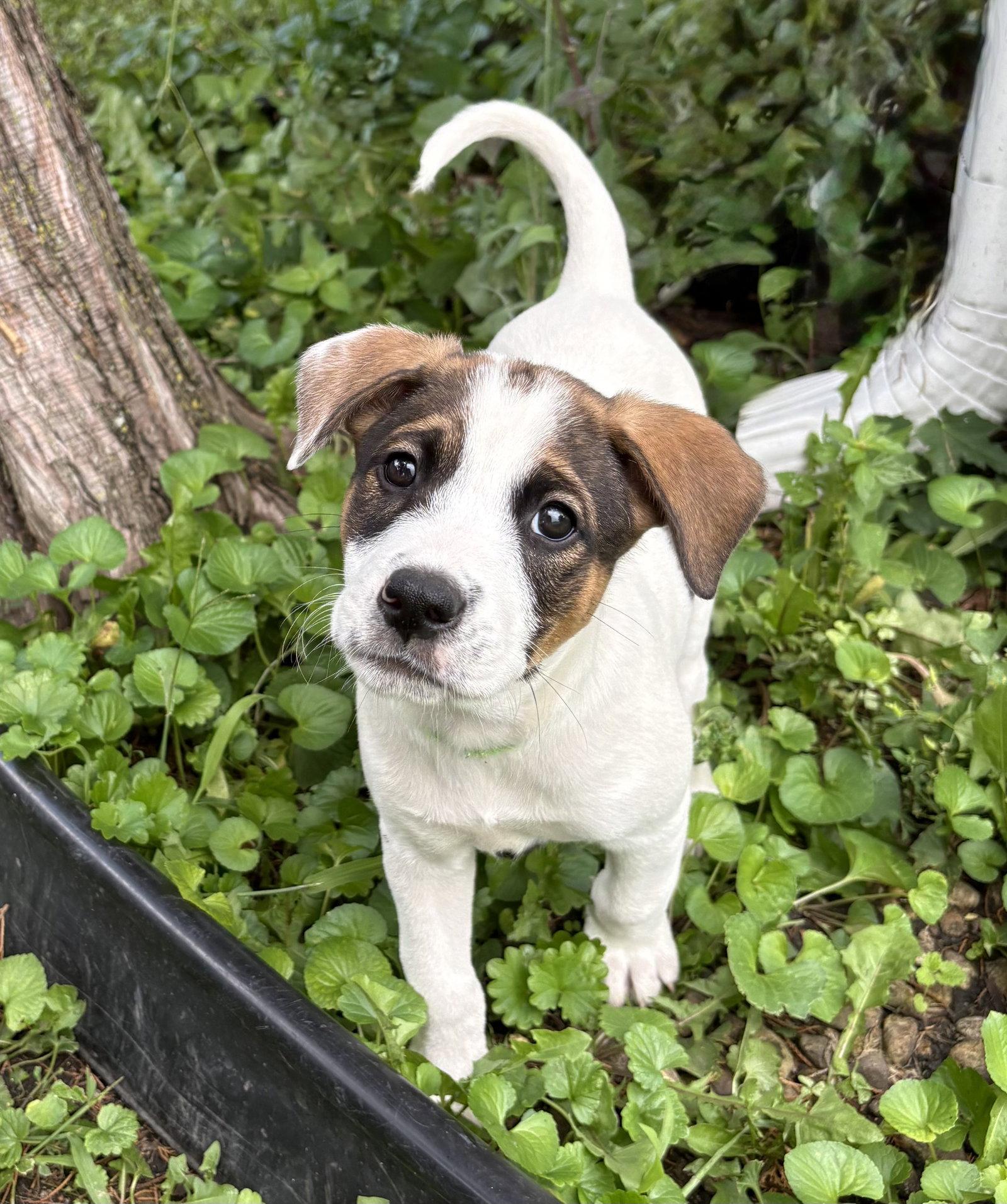 Opie, a Adoptable mixed breed in Hillside, IL image 2/3