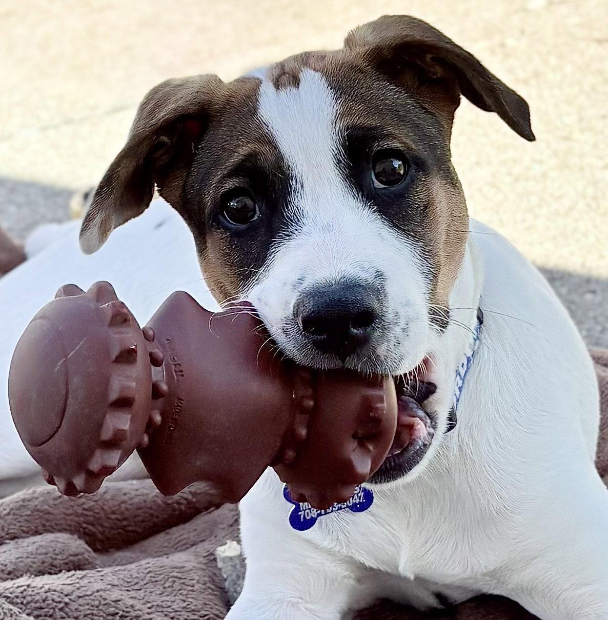 Opie, Adoptable, Puppy Male Shepherd & Beagle.