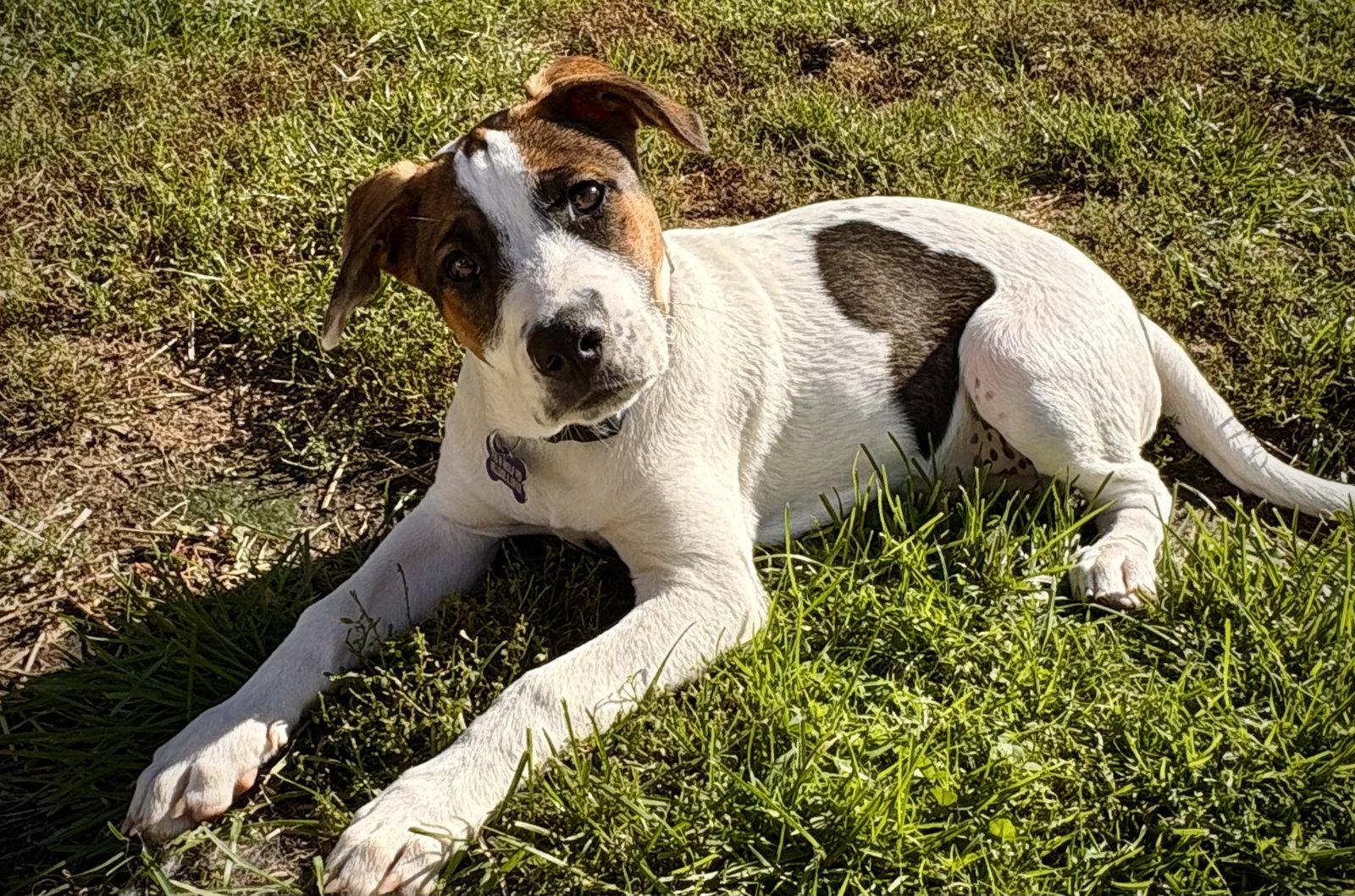 Enlarge Opie, a Adoptable mixed breed in Hillside, IL image 2/3