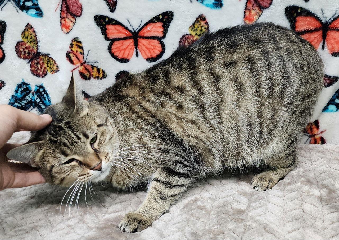 251240  Jessica, Adoptable, Adult Female Domestic Short Hair.