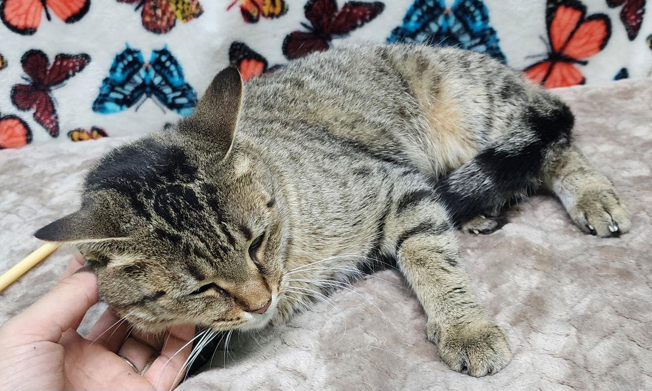 251240 Jessica, a Adoptable Domestic Short Hair in Wetumpka, AL image 3/3