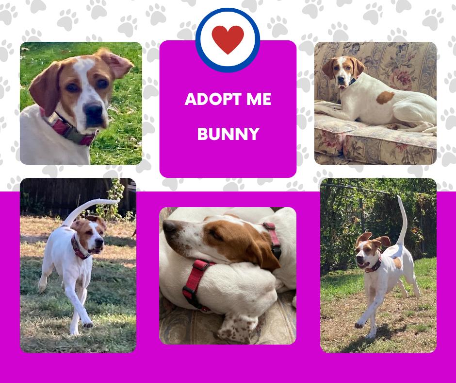 Enlarge Bunny (MI), a ADOPTABLE English Pointer in Bridgeton, NJ image 1/1