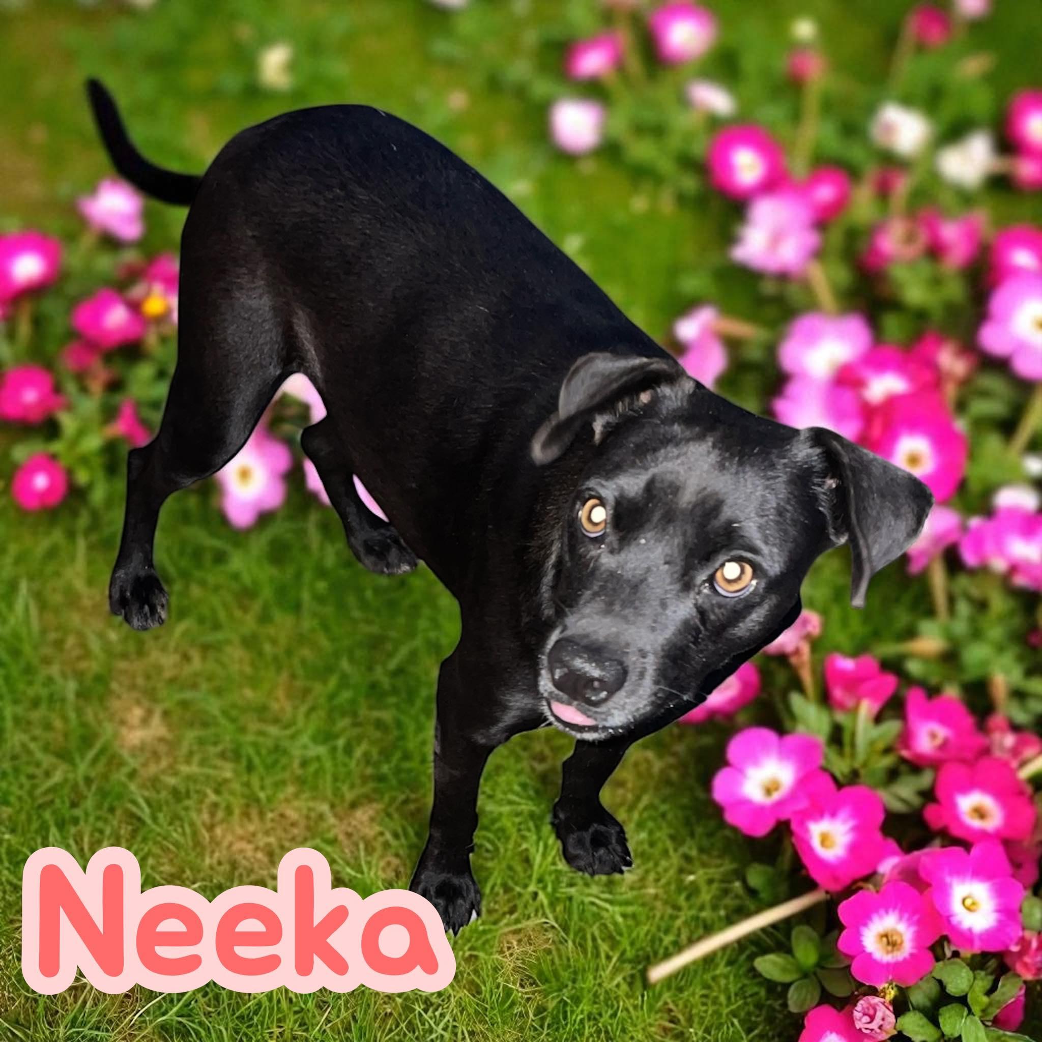 Neeka