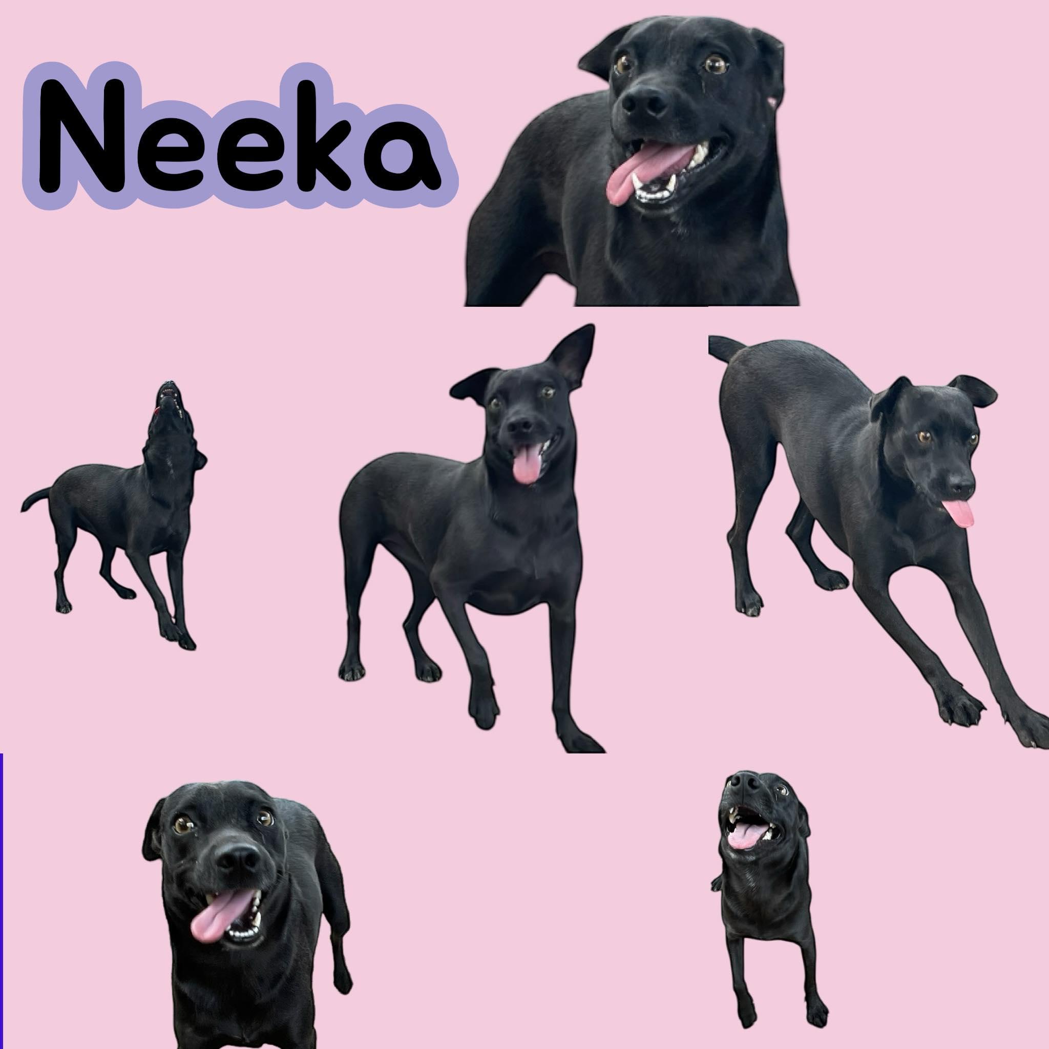Neeka