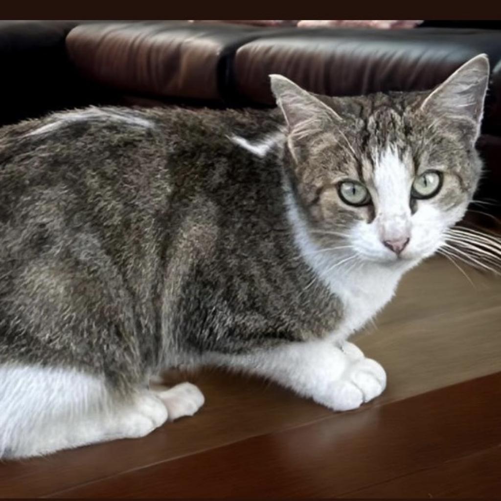 Enlarge Marie, a Adoptable Domestic Short Hair in Oakland Park, FL image 3/4