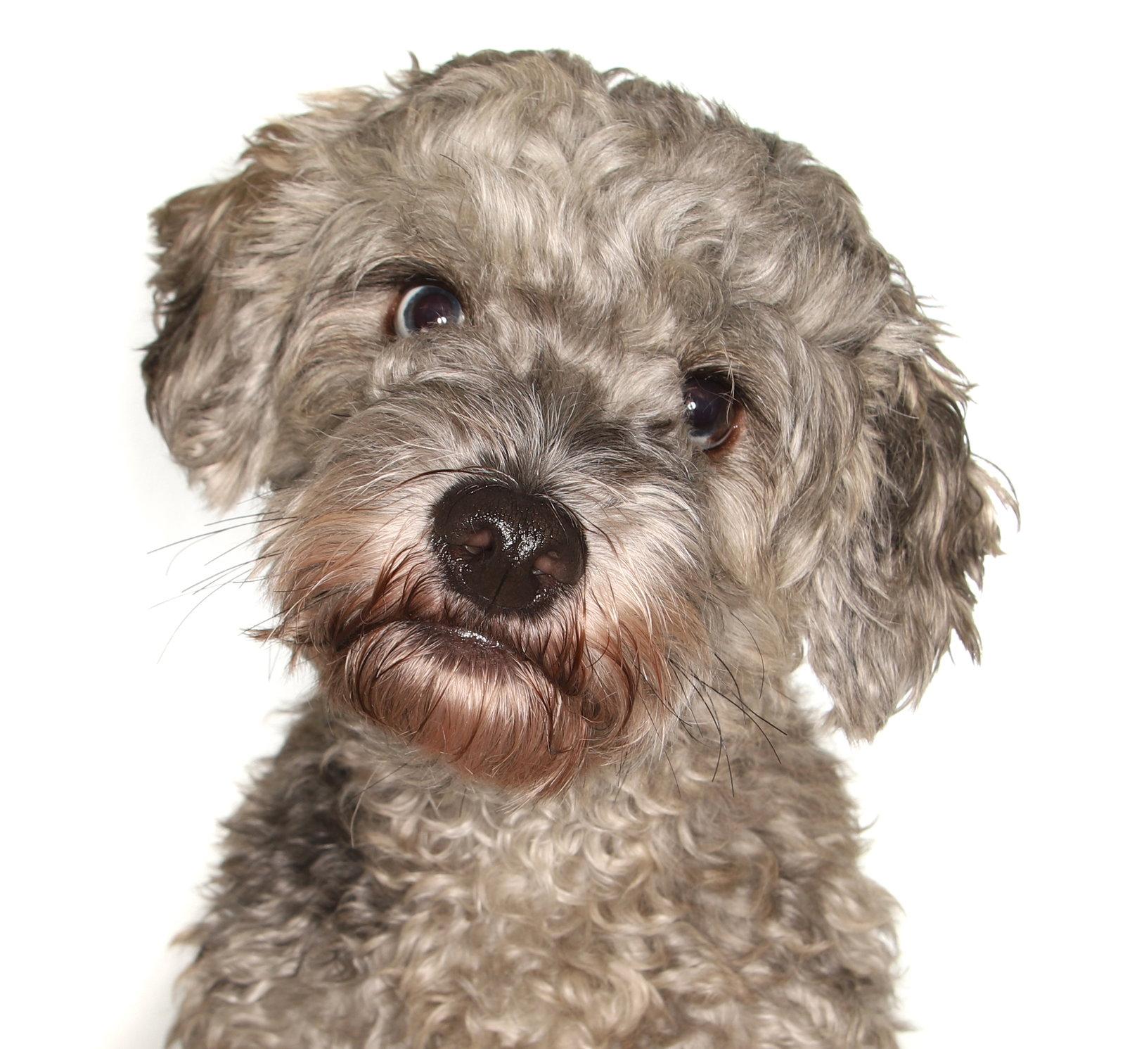 Reggie, Adopted, Adult Male Poodle & Cavalier King Charles Spaniel.