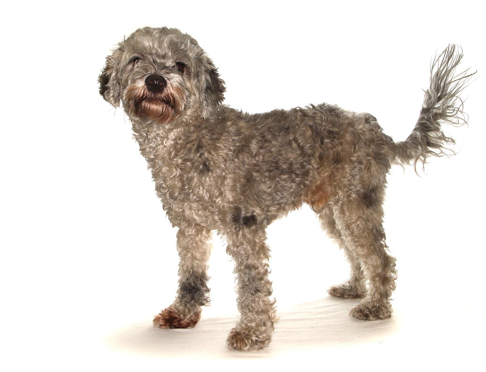 Enlarge Reggie, a Adopted mixed breed in Oakland Park, FL image 2/3