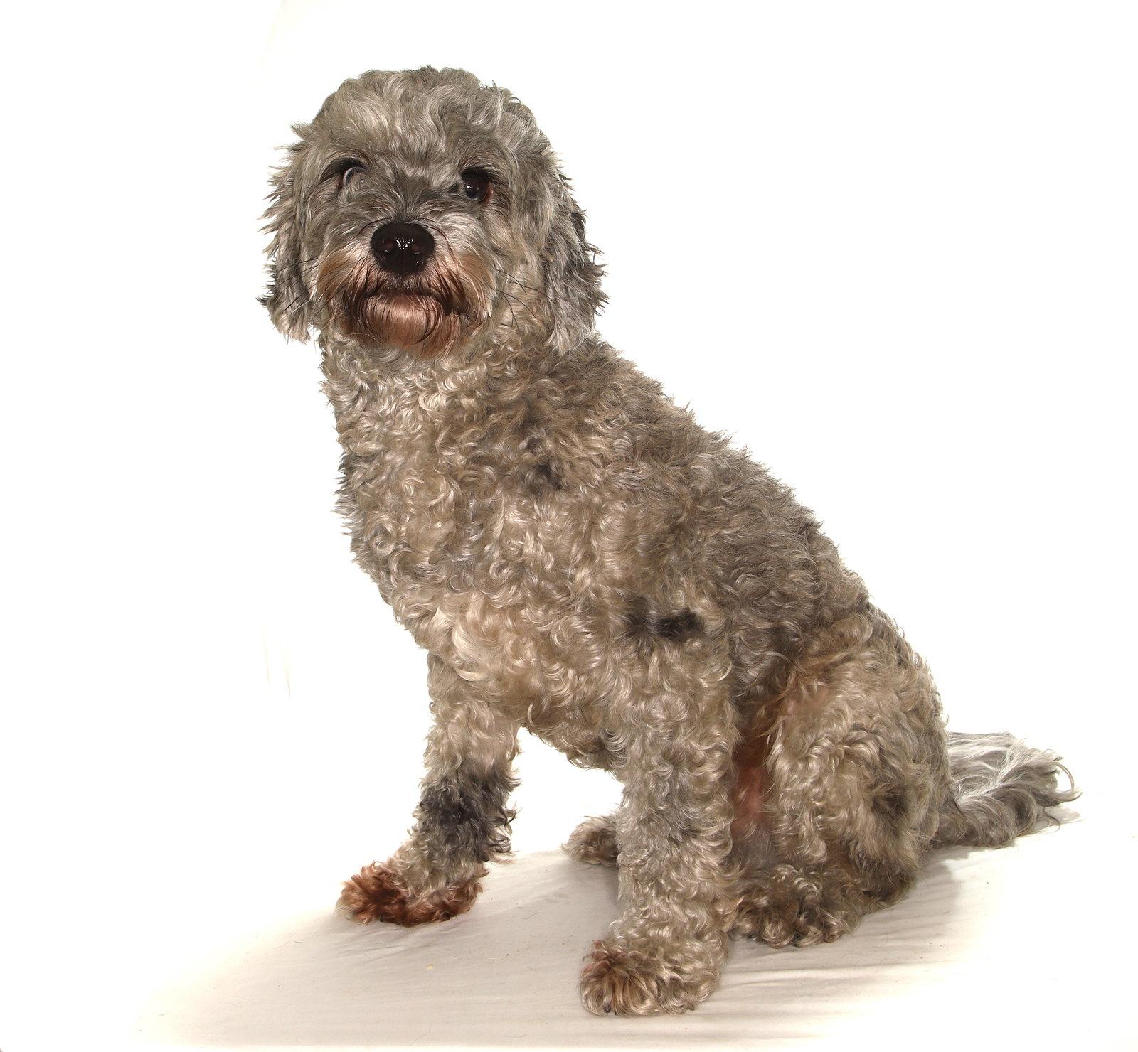 Enlarge Reggie, a Adopted mixed breed in Oakland Park, FL image 3/3