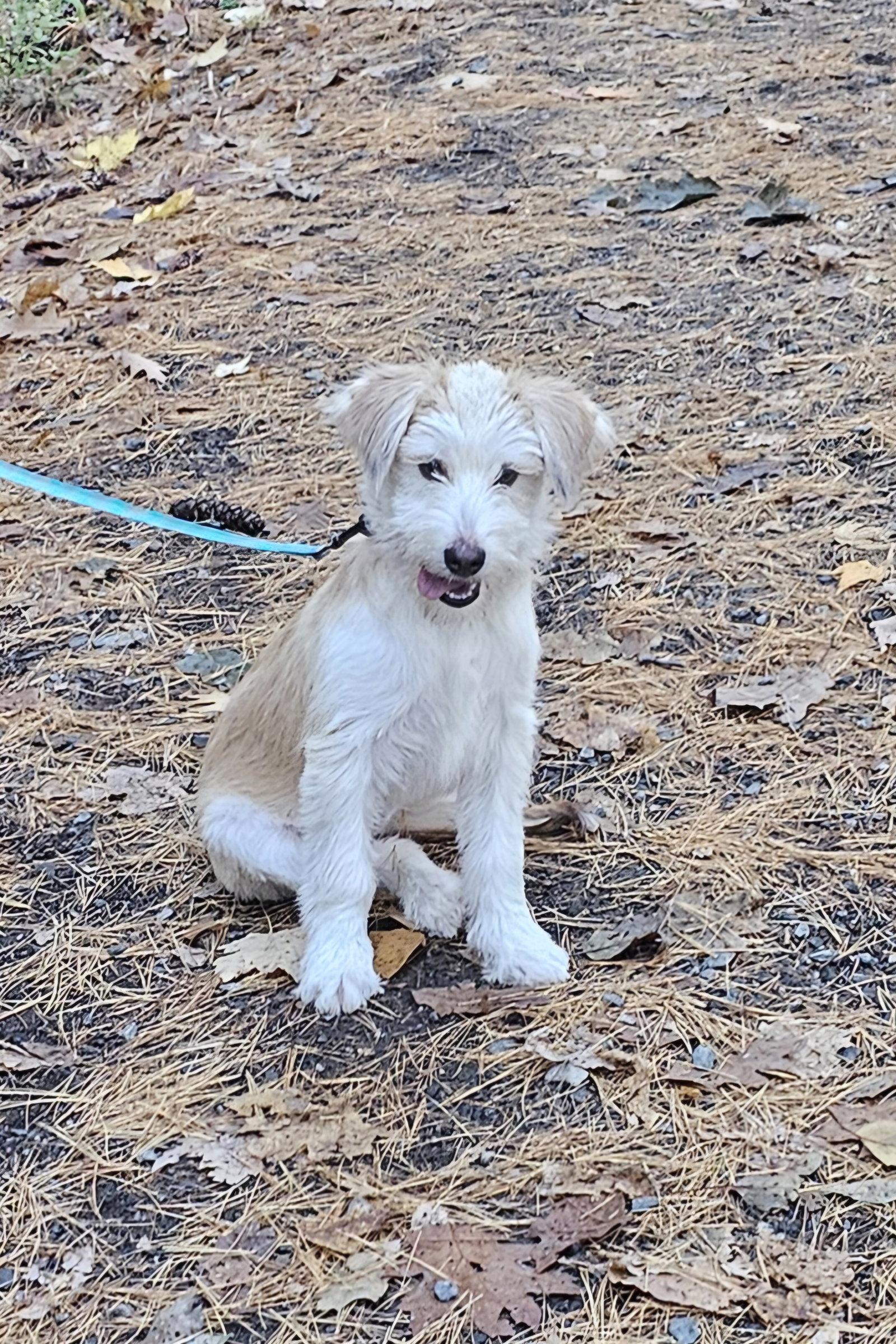 Sadie - meet me Saturday, Adoptable, Puppy Female Terrier.