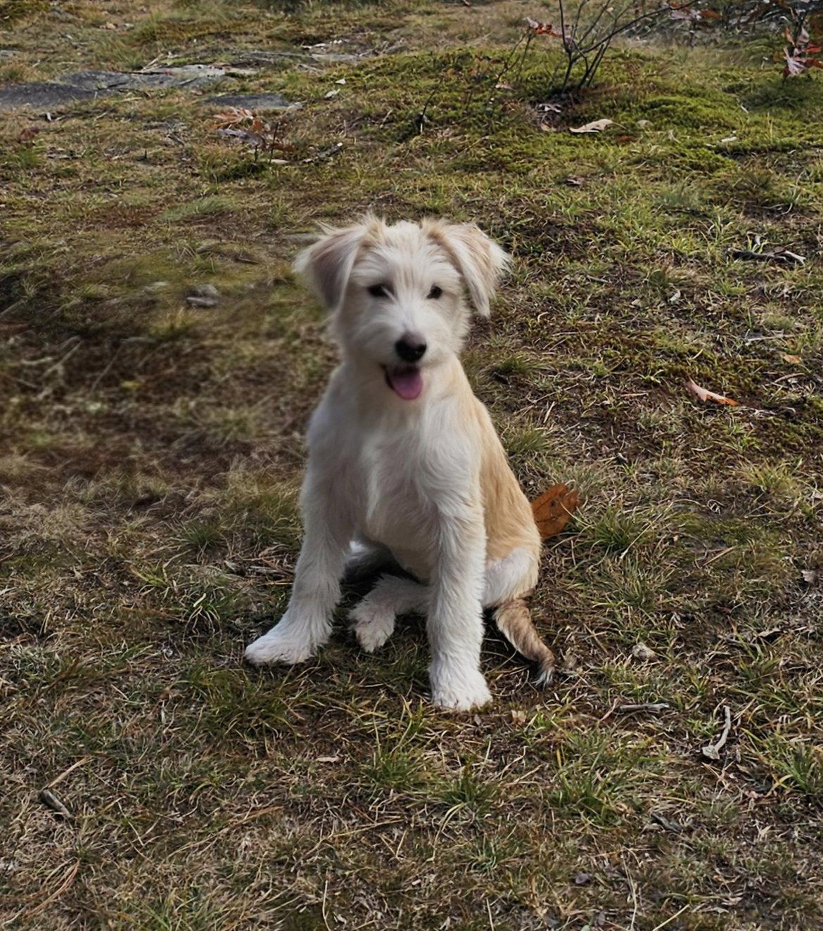 Enlarge Sadie - meet me Saturday, a Adoptable Terrier in Croydon, NH image 3/3