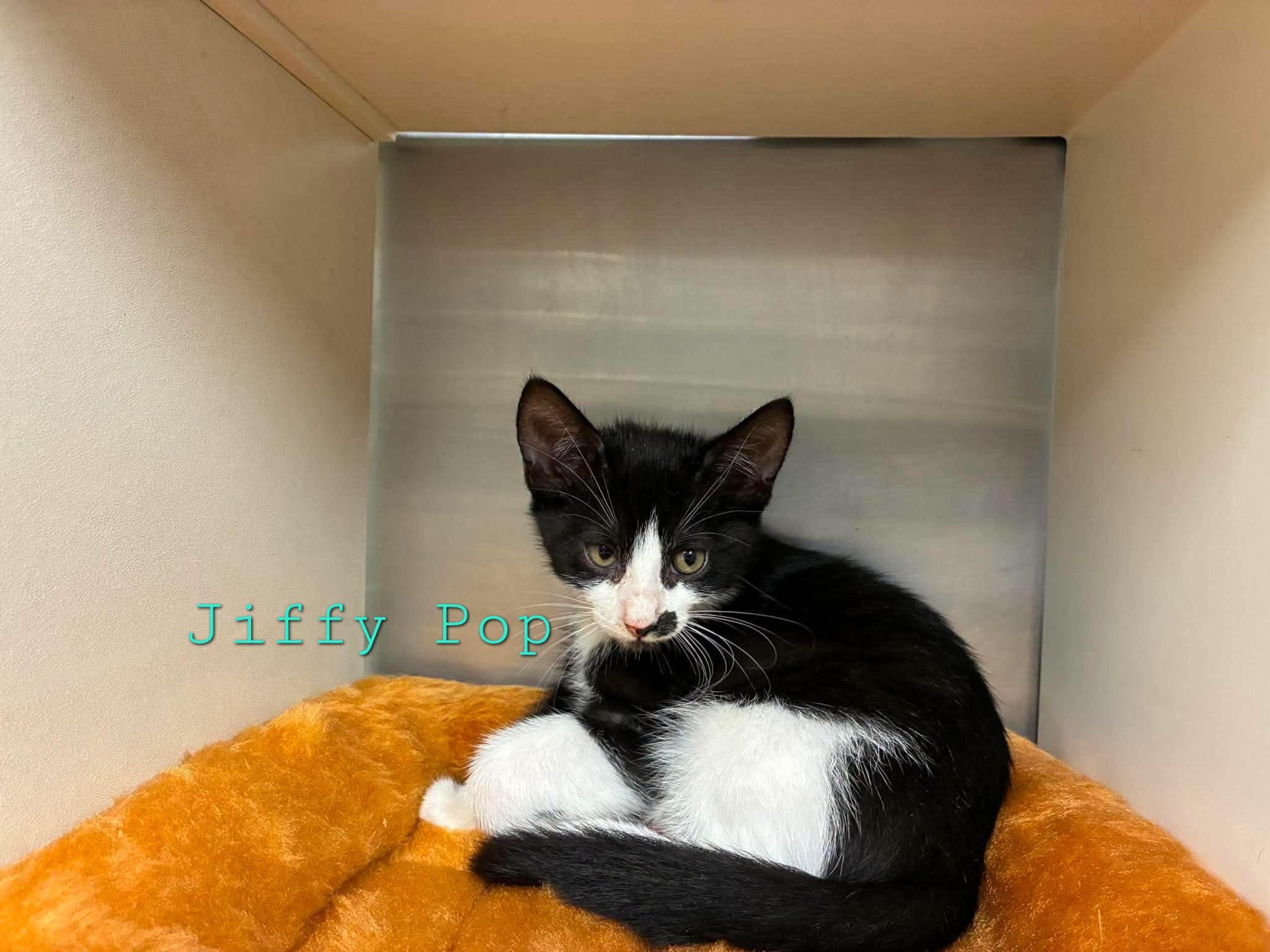 Enlarge Popcorn Kittens - Jiffy Pop & Pop Secret, a Adoptable Domestic Short Hair in Lake Hopatcong, NJ image 2/3